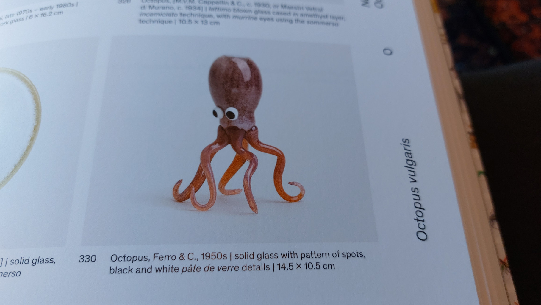 Octopus Vulgaris